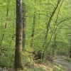 affiche Run'patrimoine à la forêt de la Comté - Journées du Patrimoine 2023